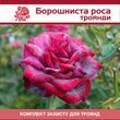 Мучнистая роса розы - комплект защиты troy-bor-rosa-1 фото