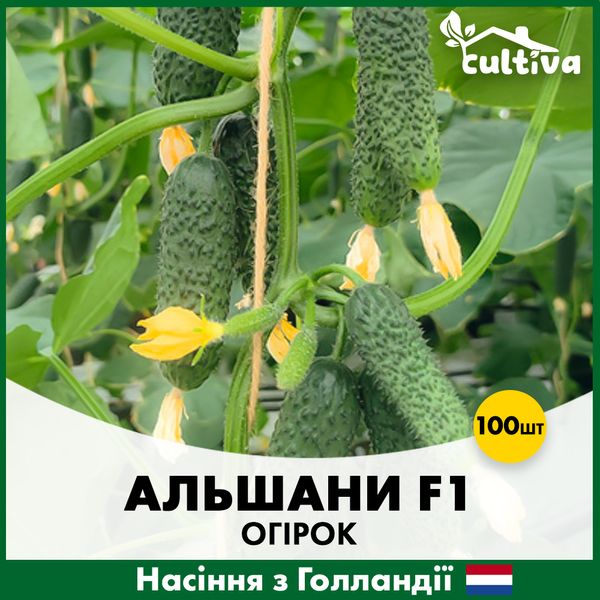 Огірок Альшани F1, 100 шт, Голландія alsh-100 фото