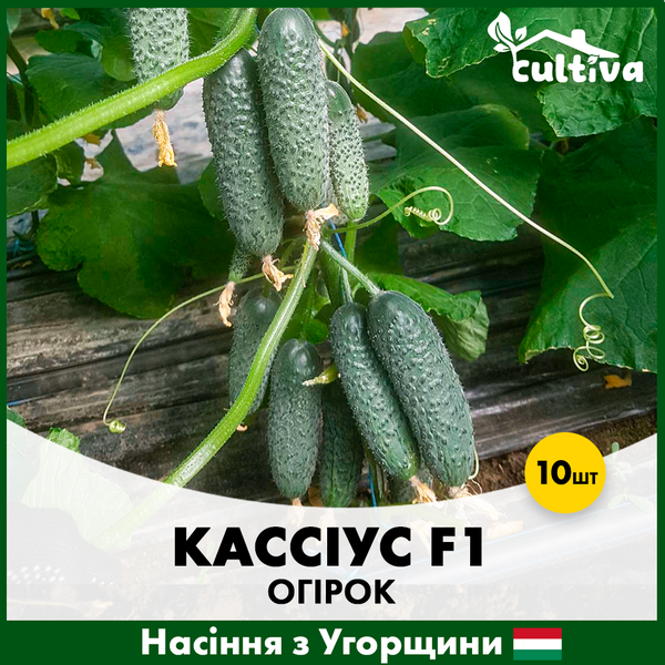 Огірок Кассіус, 10 шт, Насіння з Угорщини ok-10 фото