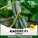 Огірок Кассіус, 10 шт, Насіння з Угорщини ok-10 фото 1