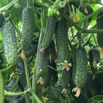Огірок партенокарпічний Капрікорн F1, 250 нас., Yuksel Seeds YS-16 фото