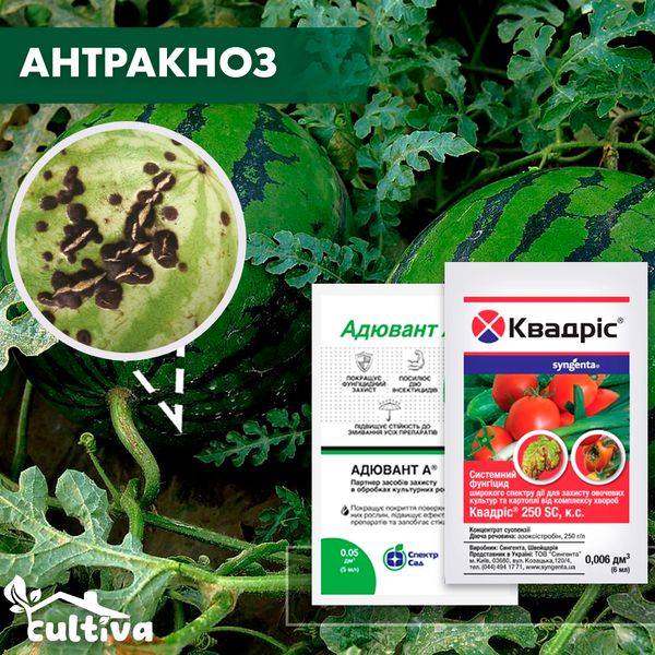 Антракноз бахчевых культур - комплект защиты bash-antrak-1 фото