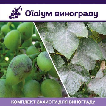 Оїдіум винограду - комплект захисту vynograd-oidium-1 фото