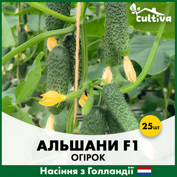 Огірок Альшани F1, 25 шт, Голландія alsh-25 фото