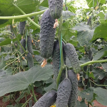 Огірок партенокарпічний Лютояр F1, 250 нас., Yuksel Seeds YS-18 фото