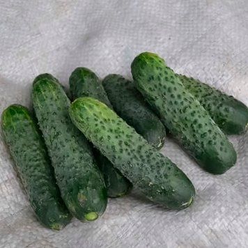 Огірок Стінгер F1, 250 нас., Spark Seeds, США SS-STINGER-250 фото