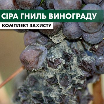 Сіра гниль винограду - комплект захисту vynograd-sira-gnil-1 фото