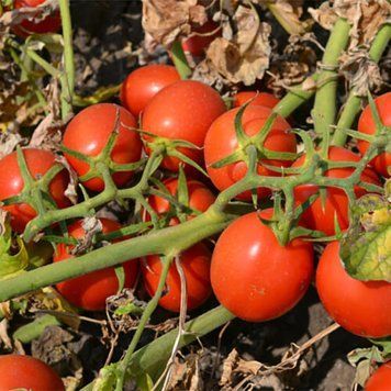 Томат 2206 F1, 500 нас., Spark Seeds, США SSR51313 фото