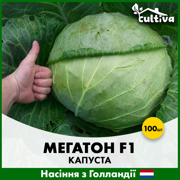 Білоголова капуста Мегатон F1, 100 шт, Голландське насіння 00149-100 фото