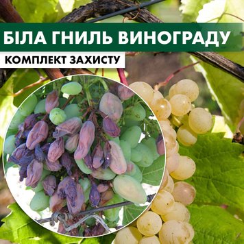 Біла гниль винограду - комплект захисту vynograd-bila-gnil-1 фото