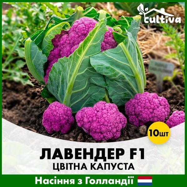Цветная Капуста Лавендер F1, 10 шт, Голландские семена R51195 фото