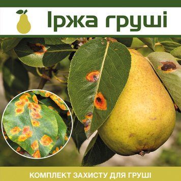 Ржавчина груши - комплект защиты grusha-irzha-1 фото