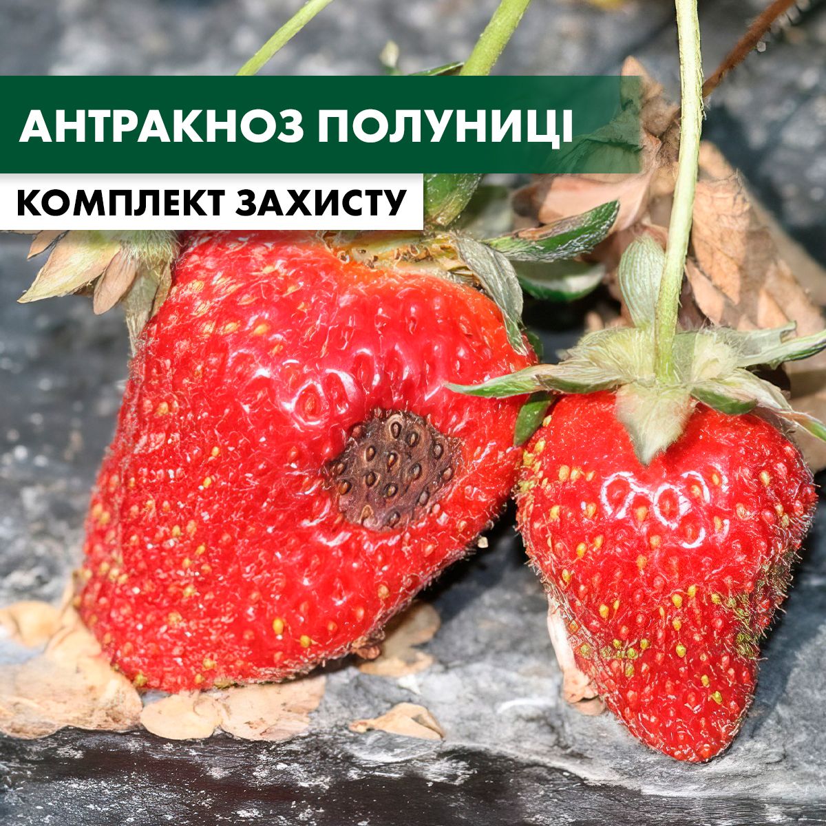 Купить Антракноз клубники – комплект защиты polunyca-antraknoz-1 в интернет  магазине cultiva