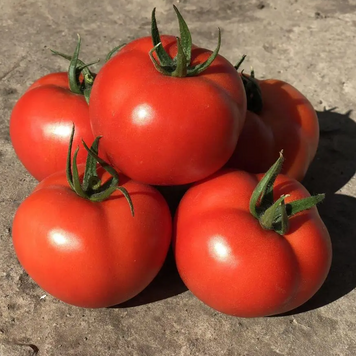 Томат індетермінантний Буллз F1, 100 нас., Yuksel Seeds YS-45 фото