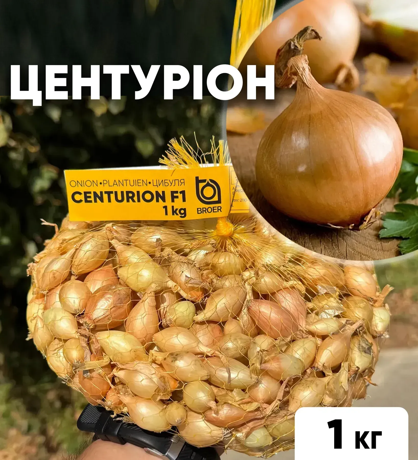Цибуля сіянка Центуріон F1, 1 кг, озима цибуля-сіянка Broer