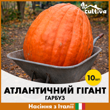Гарбуз Атлантичний гігант, 10 шт, Італійське насіння R5119620 фото