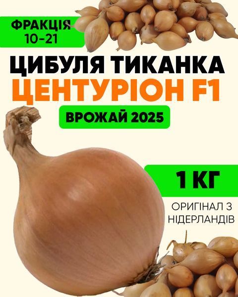Цибуля сіянка Центуріон F1 2025 року, 1 кг, Broer, цибуля тиканка з Нідерландів CSF1 фото