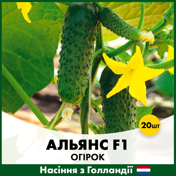 Огірок Альянс F1, 20 шт, Голландське насіння 00177 фото