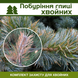 Побурение хвойных &ndash; комплект защиты hvoyni-pobyr-glic-1 фото 1