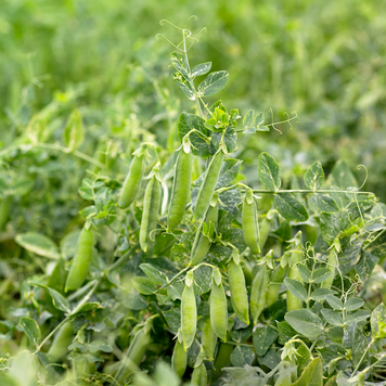 Горох овощной Ельдорадо, 100 000 сем., Syngenta