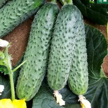 Огірок партенокарпічний Солон F1, 2 500 нас., Yuksel Seeds YS-24 фото