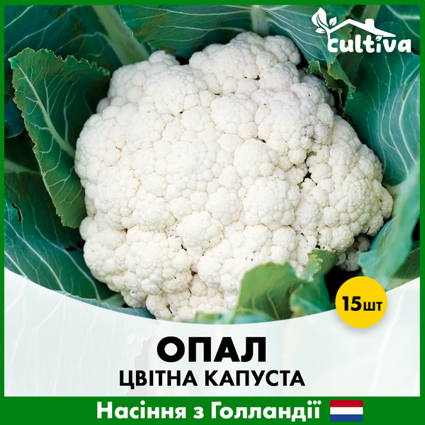 Цвітна капуста Опал, 15 шт 00366 фото