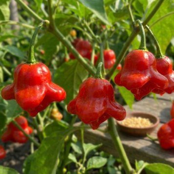 Перець гострий Блум F1, 500 нас., Spark Seeds, США SSR51320 фото