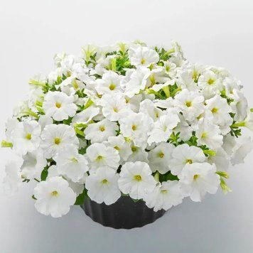 Петунія каскадна Фотофініш F1, 5 шт, драже, (white)
