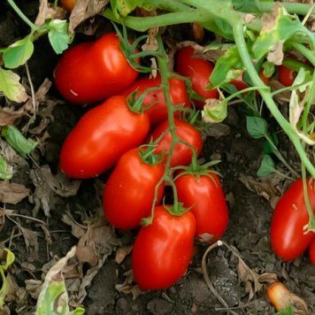 Томат Харди F1, 5 000 сем., Spark Seeds, США SS-HARDY-5000 фото