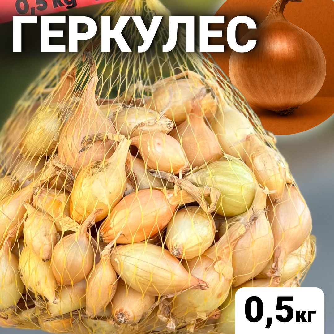 Лук севок Геркулес, 0.5 кг, Broer, Нидерланды - Интернет-магазин