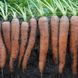 Морква Престо F1 нантського типу, 400 шт 00290 фото 3