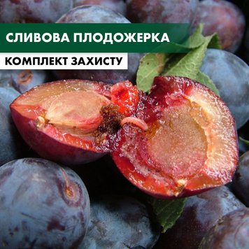 Сливова плодожерка - комплект захисту slyva-plodozherk-1 фото