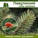 Паутинный клещ хвойных &ndash; комплект защиты. hvoyni-pavut-klishch-1 фото 1