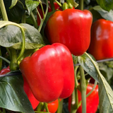 Перець солодкий Актор F1, 100 нас., Yuksel Seeds YS-28 фото