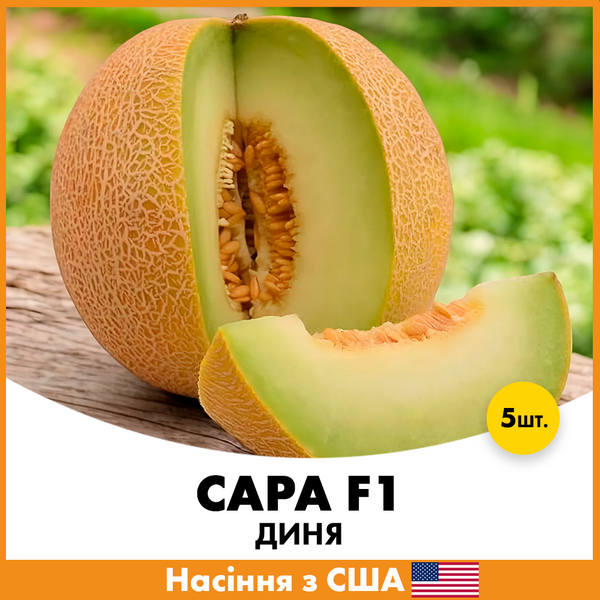 Дыня Сара F1, 5 шт jkl12 фото