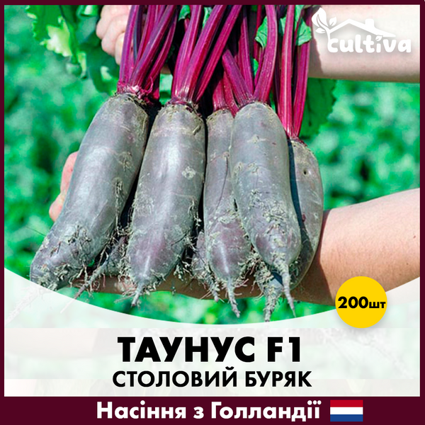 Столовий буряк Таунус F1, 200 шт, Голландське насіння 00128 фото