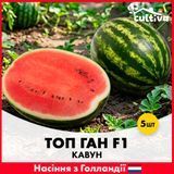 Арбуз Топ Ган F1, 5 шт, Голландские семена R51197 фото