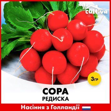 Редис Сора, 3 гр, Голландське насіння R51215 фото