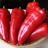 Перець солодкий Армагедон F1, 100 нас., Yuksel Seeds YS-30 фото