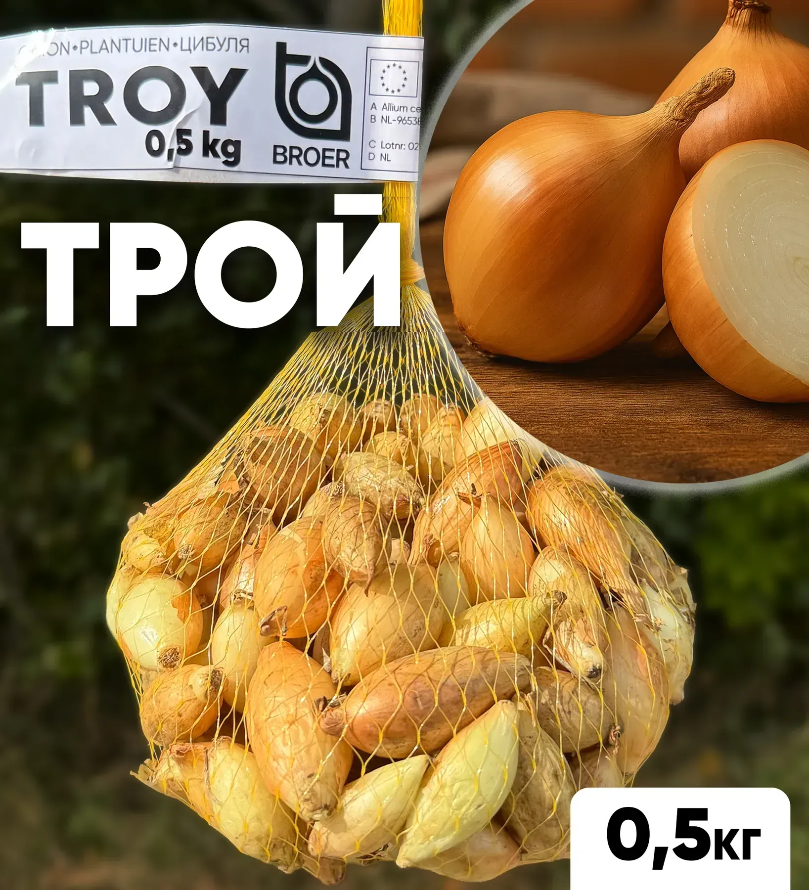 Цибуля сіянка Трой, 0,5 кг, озима цибуля-сіянка Broer