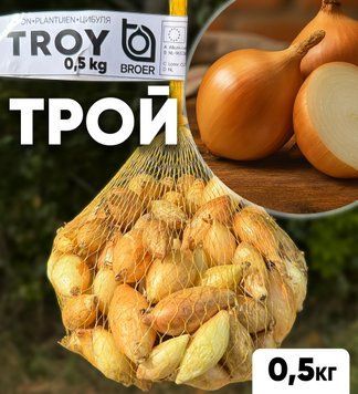 Цибуля сіянка Трой 2026 року, 0.5 кг, Broer, цибуля тиканка з Нідерландів STR05 фото