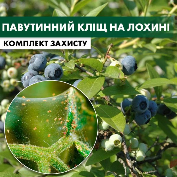 Паутинный клещ голубики - комплект защиты lohyna-pavut-klishch-1 фото