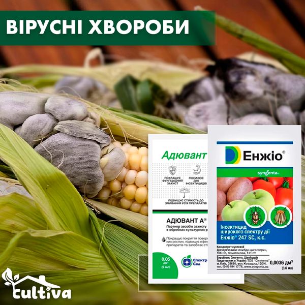 Вирусные болезни кукурузы – комплект защиты kykyr-virus-1 фото