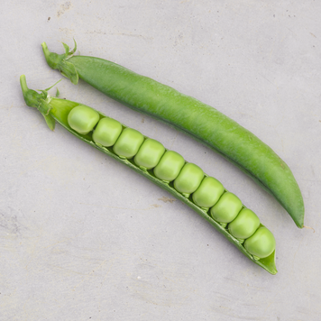Горох овощной Мусио, 100 000 сем., Syngenta