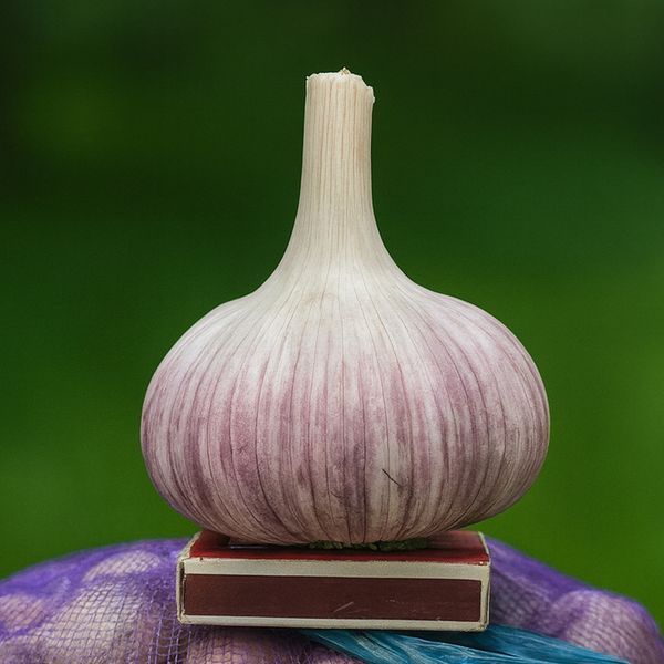 Часник озимий Любаша, 0.5 кг, 1-ша репродукція, калібр 4-5+ LB05 фото