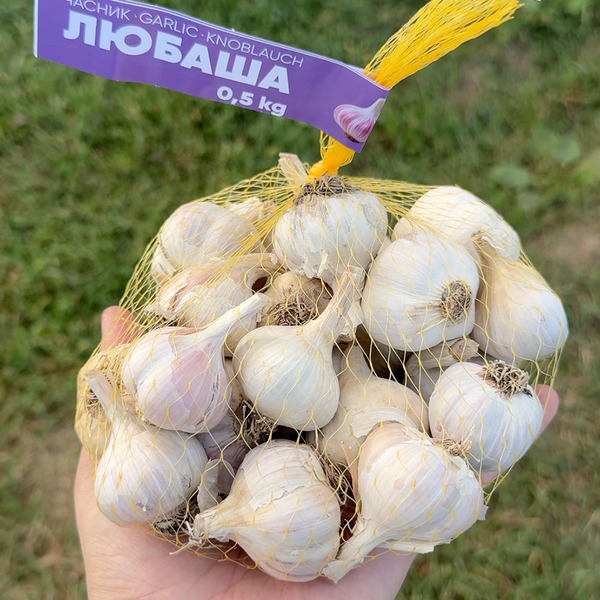 Часник озимий Любаша, 0.5 кг, 1-ша репродукція, калібр 4-5+ LB05 фото
