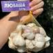 Часник озимий Любаша, 0.5 кг, 1-ша репродукція, калібр 4-5+ LB05 фото 2