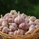 Часник озимий Любаша, 0.5 кг, 1-ша репродукція, калібр 4-5+ LB05 фото 2