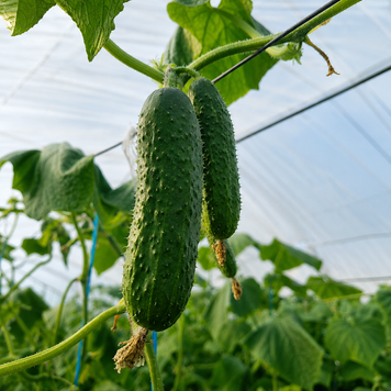 Огірок Фурор F1, 100 нас., Leda Agro R51398 фото