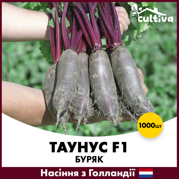 Столовий буряк Таунус F1, 1000 шт, Голландське насіння 001281000 фото